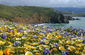 The green grasslands and spring wildflowers of Mori Point