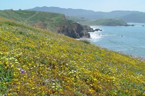 Wildlowers of Mori Point hillsides