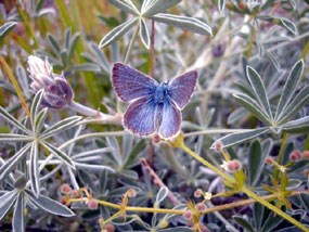 Mission blue in the grasslands of Fort Baker