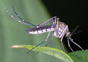 Mosquito alighting on vegetation in a shaded creek corridor