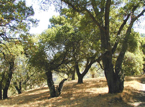 Oak woodland on Mount Tamalpais