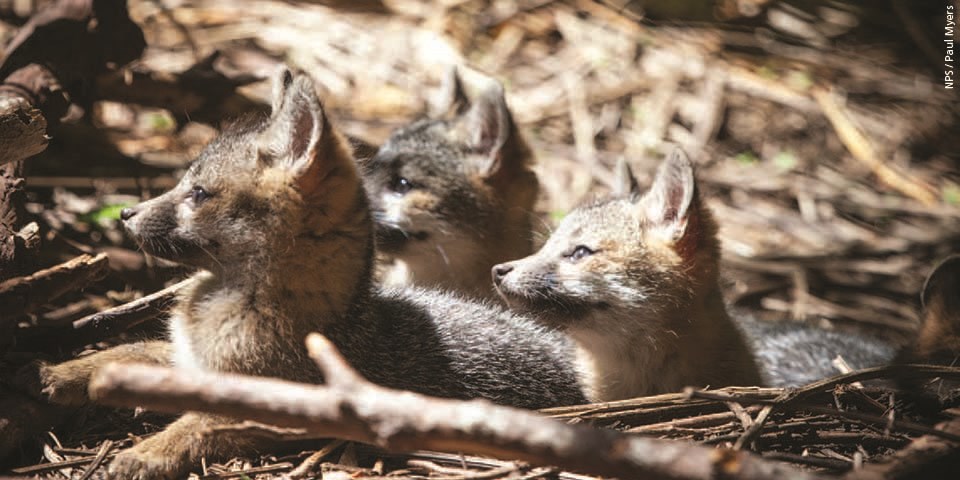 Gray fox pups peer through the underbrush.