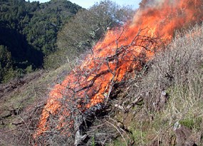 Prescribed fire in Marin County