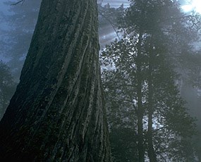 Redwoods at Phleger Estates in San Mateo