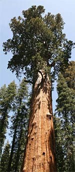 Giant sequoia Giant sequoia