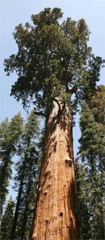 Giant sequoia