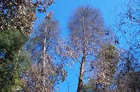 Tanbark oaks dying in Muir Woods