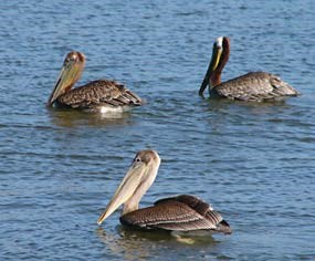 Threatened Brown Pelicans Threatened Brown Pelicans