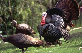 Wild turkey foraging on park edges