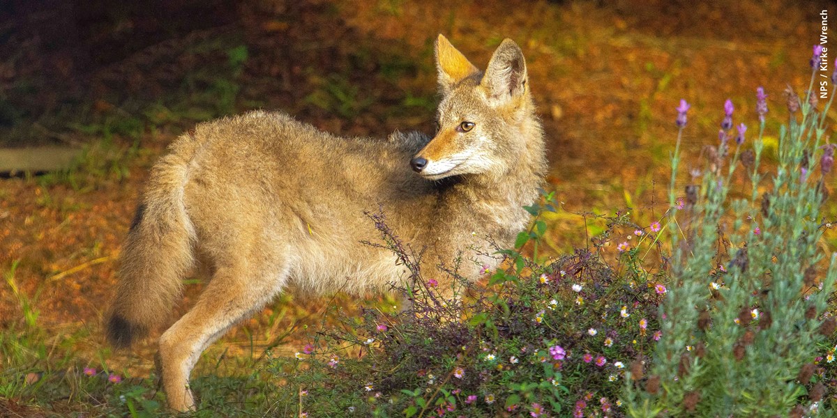 Close up of a Coyote illuminated in sunlight.