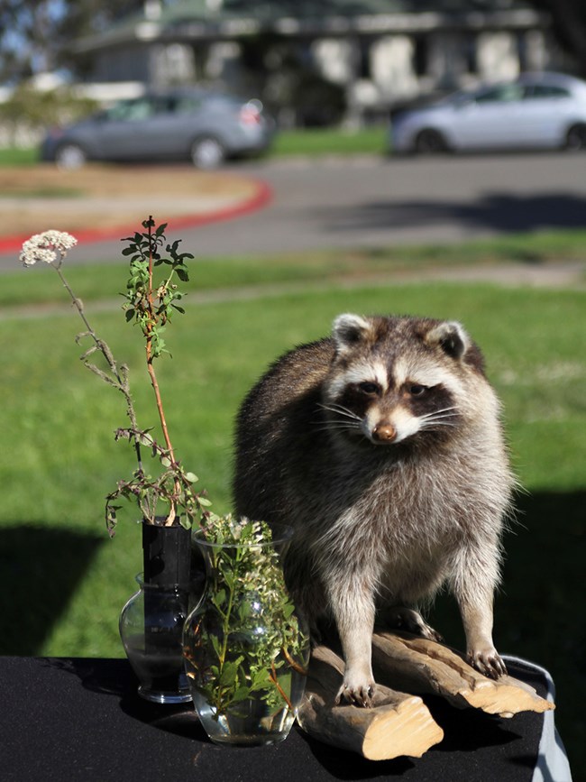Raccoon pauses on a table beside some flowers.