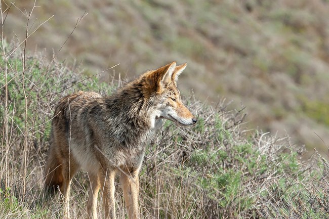 Profile photo of a coyote in a grassland landscape.