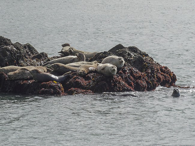 Photo of harbor seals lounging on rocks