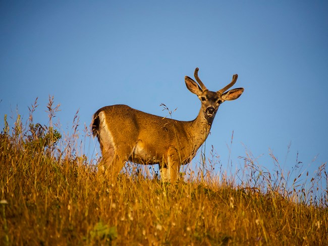 Deer with antlers gazes at the camera.