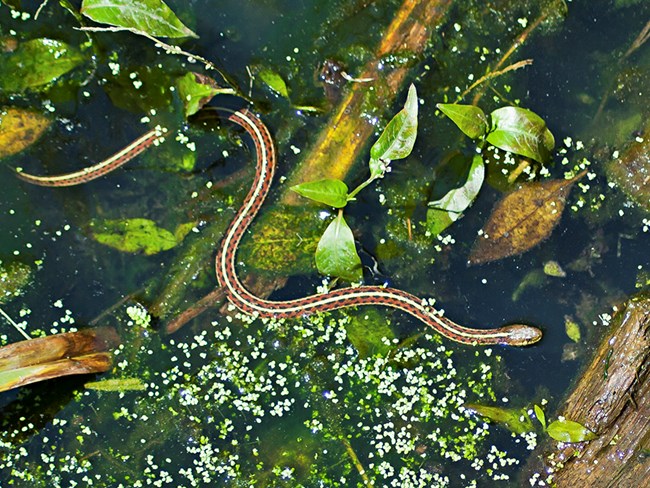 Photo of the endangered San Francisco garter snake swimming through water.