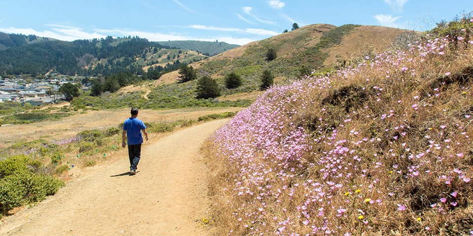 Restored trails at Mori Point