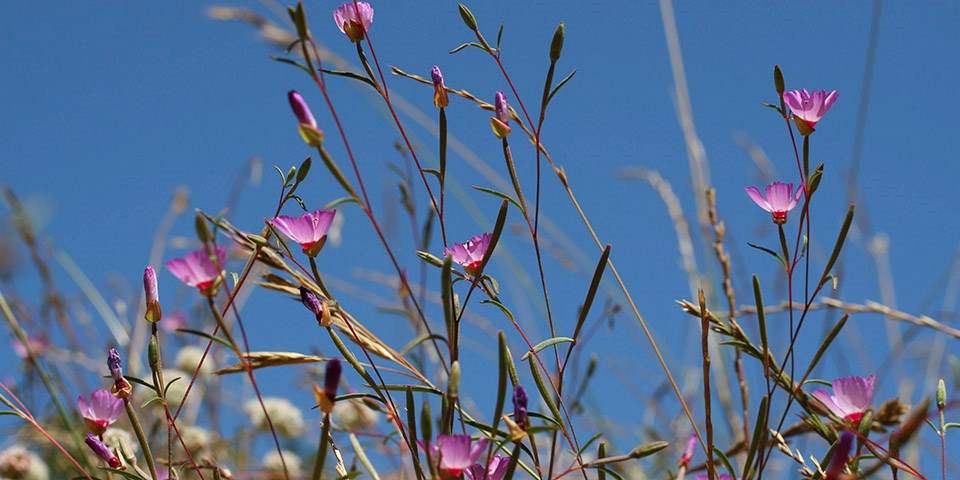 Presidio clarkia