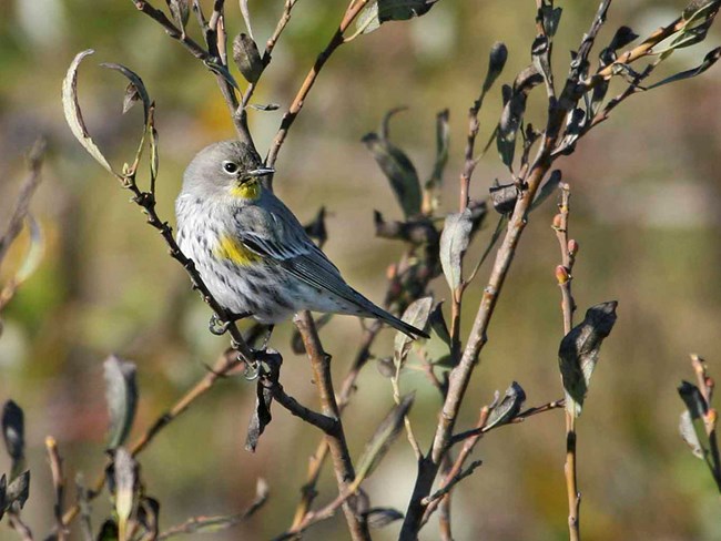 Yellow-Rumped Warbler perches on a branch in the Presidio.