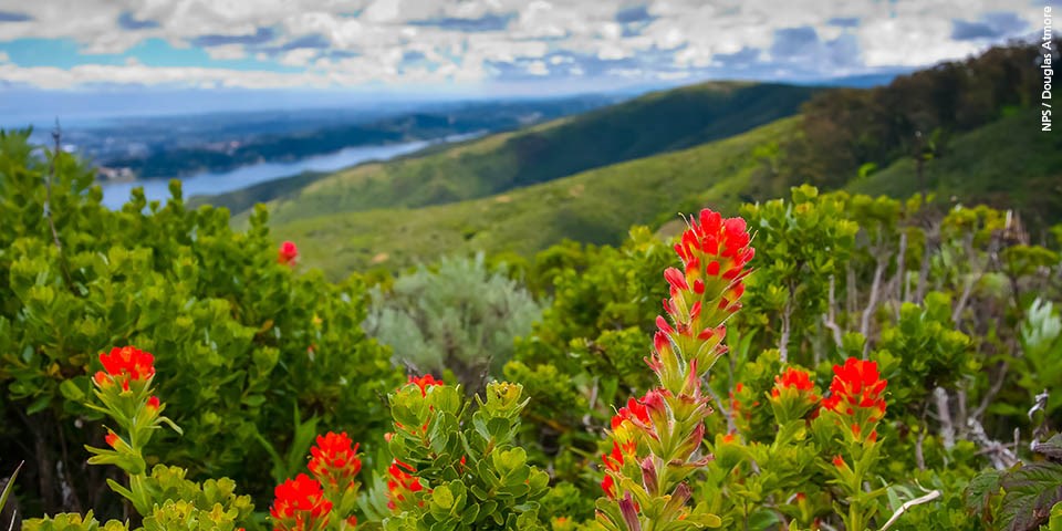 Rolling hills in the background, red blossoms in the foreground.