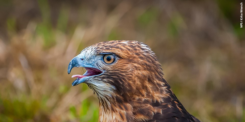 Close up of red-tailed hawk.