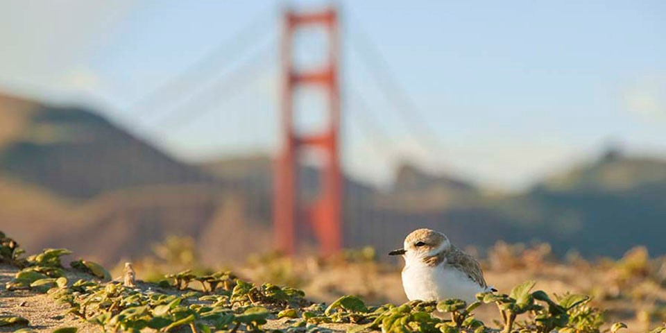 Snowy plover in foreground, golden gate bridge in background