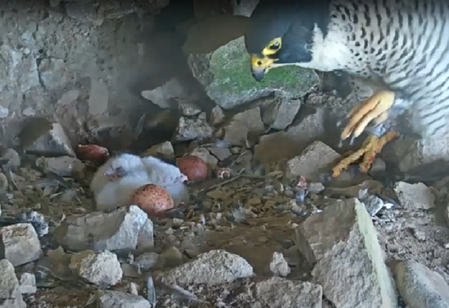 Peregrine falcon stands next to hatched chicks and unhatched eggs