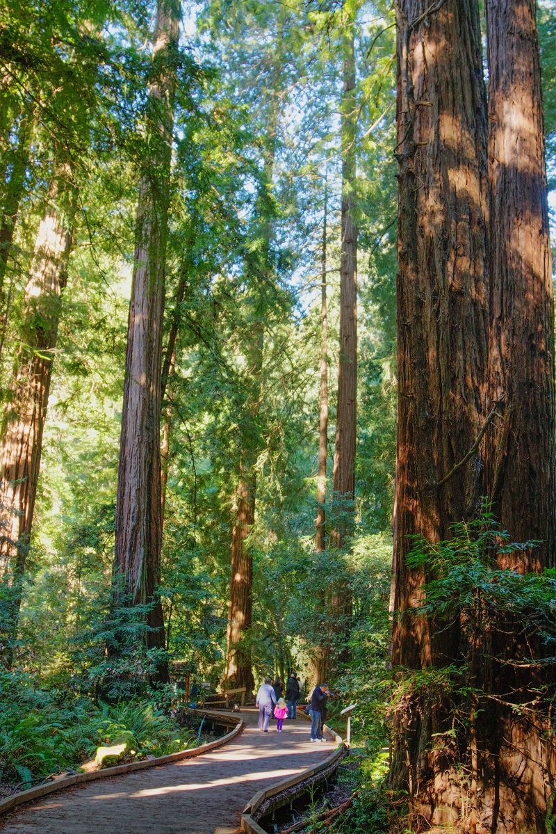People walking on a winding boardwalk through a forest of tall trees. People walking on a winding boardwalk through a forest of tall trees.