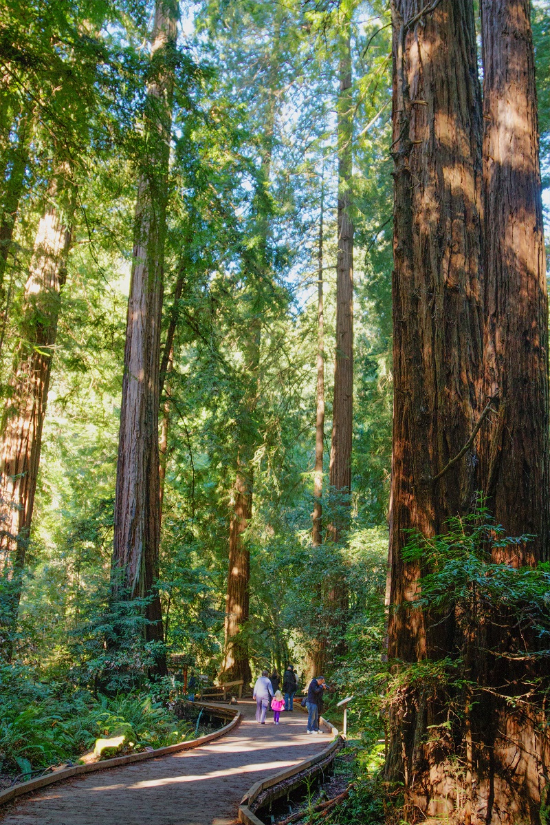 People walking on a winding boardwalk through a forest of tall trees.