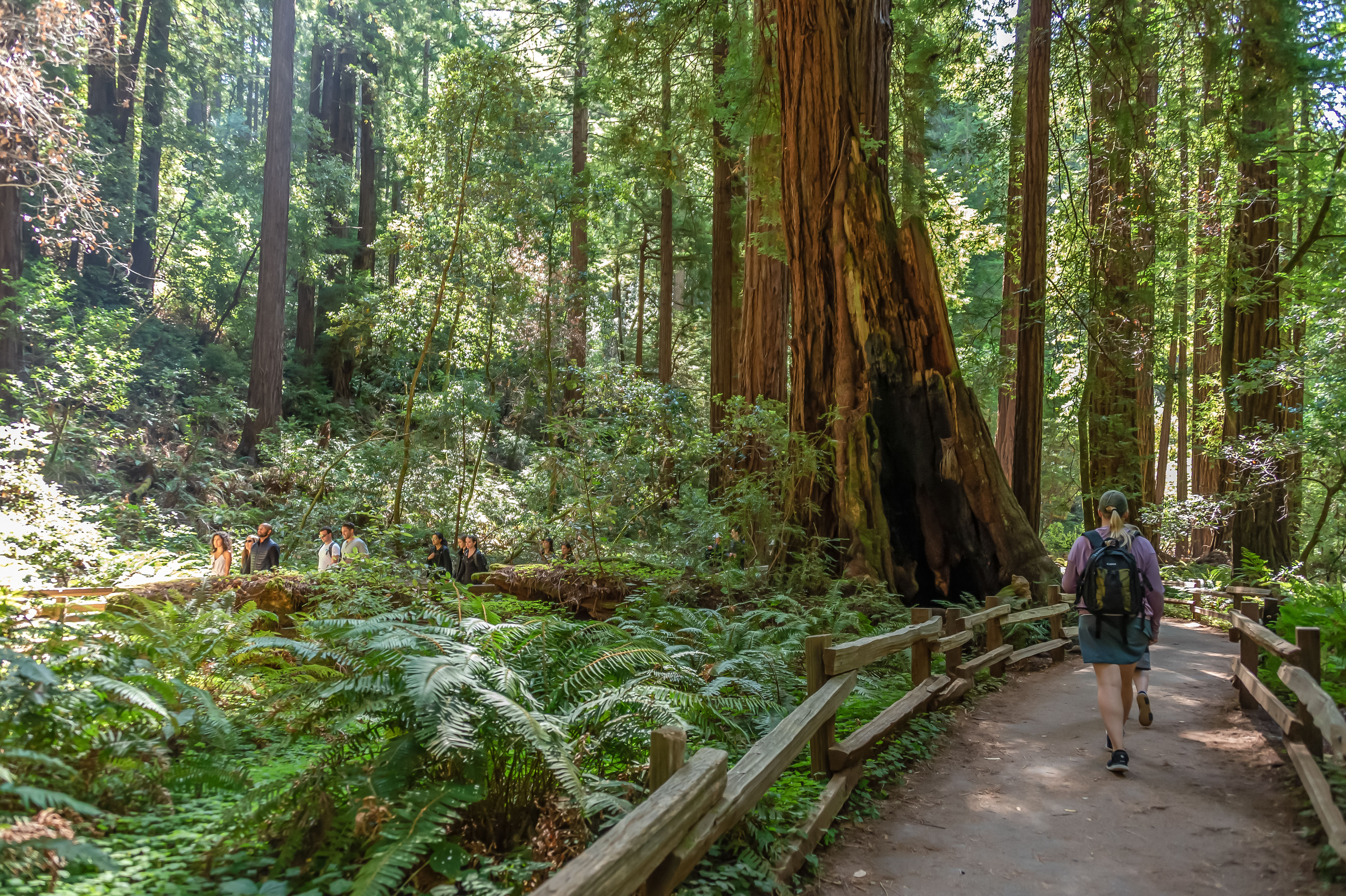 Muir Woods National Monument A person walks along a trail through a redwood forest in Muir Woods National Monument