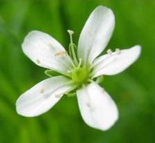 Marsh Sandwort (Arenaria paludicola) in bloom in San Luis Obispo, CA.