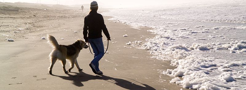 on-leash dog on the beach at GGNRA