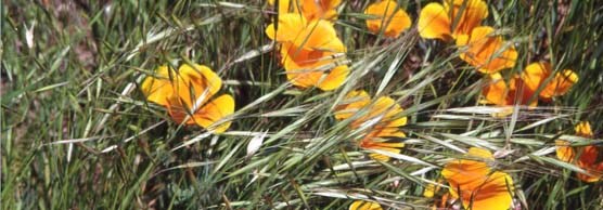 California Poppies near Fort Barry California Poppies near Fort Barry