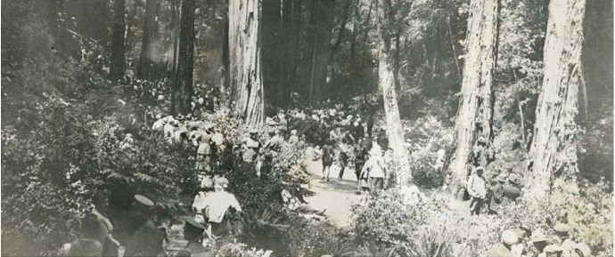 SF bulletin hike through Muir Woods, c1920 SF bulletin hike through Muir Woods, c1920