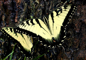 Anise swallowtail butterfly resting on a tree