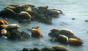 Harbor seals haul-out undisturbed at Point Bonita