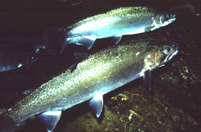Steelhead migrating up Redwood Creek