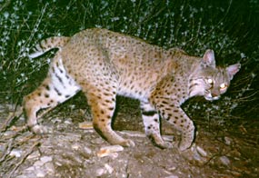 Bobcat prowling the Marin Headlands