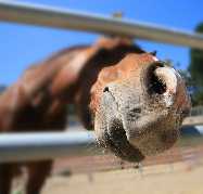 Close up of horse nose