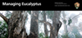 eucalyptus brochure