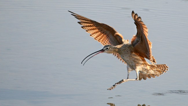 A bird lands in shallow water with wings outstretched