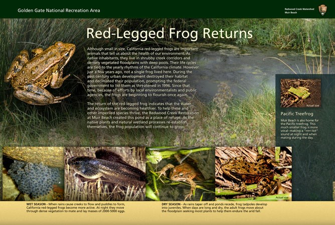 "The Red Legged Frog Returns" wayside exhibit at Kaashi Way, Muir Beach.