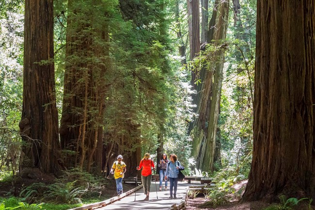 Four individuals walk along a boardwalk beneath towering redwood trees.