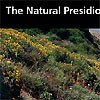 A hillside of wild flowers at the Presidio.