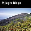 Milagra Ridge is a habitat “island” with breathtaking coastal views and a surprising array of plants and wildlife.