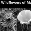 A  checklist of the Wildflowers of Marin