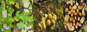 Ginkgo tree