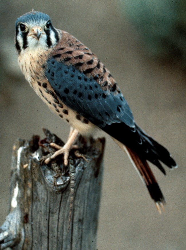 American Kestrel