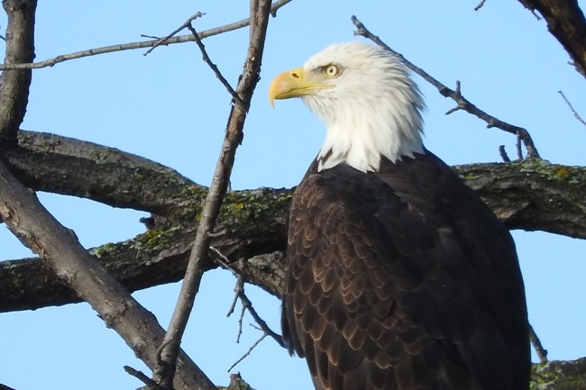 Bald Eagle
