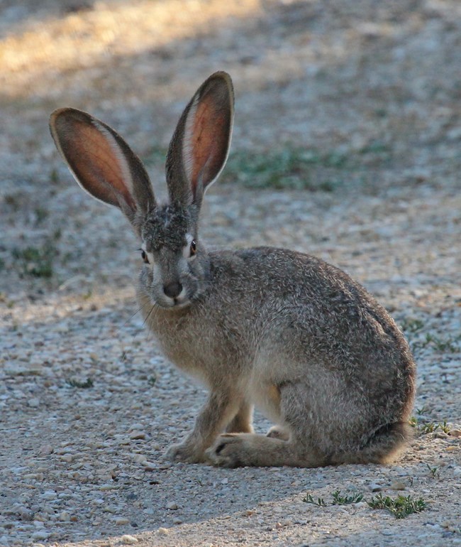 Black-Tailed Jackrabbit
