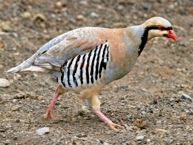 Chukar Partridge